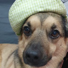 Foto de Marley