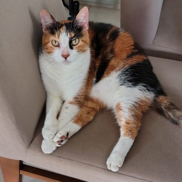 Foto de Lucky
