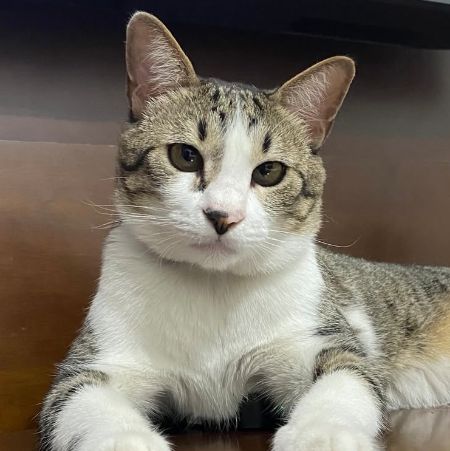 Foto de Miya