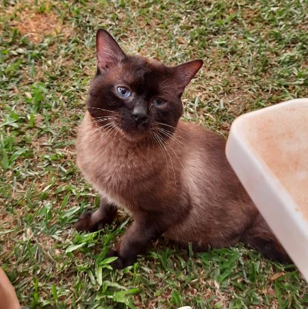 Foto de Tinho