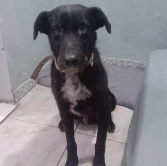 Foto de Rambo