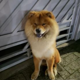 Foto de Xau Xau