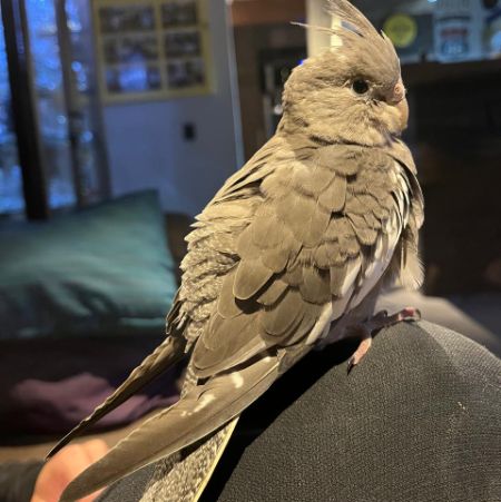 Foto de Kuro