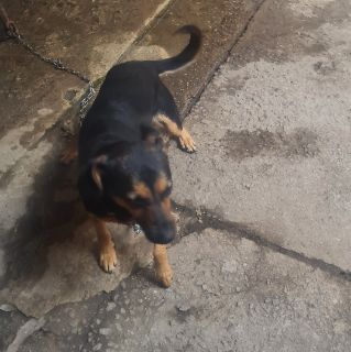 Foto de Ozzi