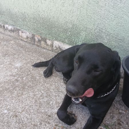 Foto de Pantera