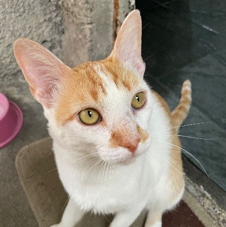 Foto de Taigra Pompom