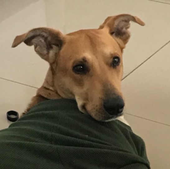 Foto de Bambino