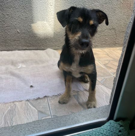 Foto de Pet