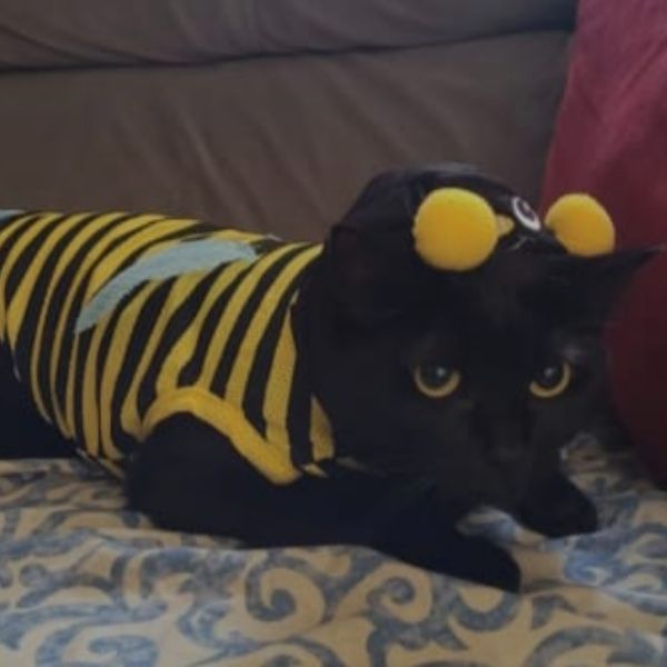 Foto de Pandora