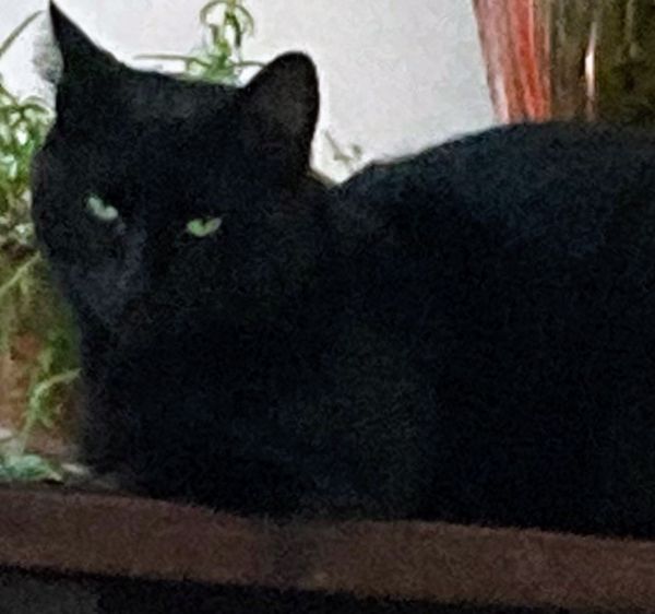 Foto de Kat