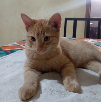 Foto de Garfield